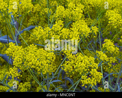 Impianto di guado Isatis tinctoria crescono nel giardino di erbe aromatiche Foto Stock