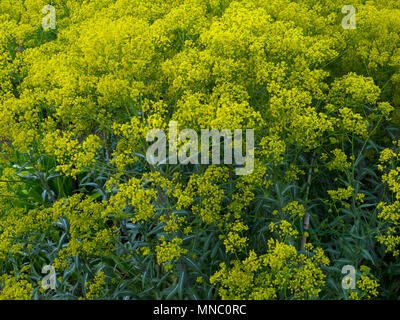 Impianto di guado Isatis tinctoria crescono nel giardino di erbe aromatiche Foto Stock