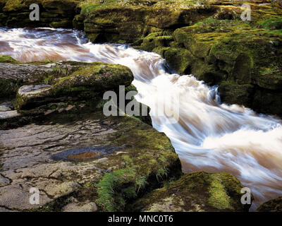 Il fragoroso acque del 'hotel Astrid, un pericoloso tratto di fiume Wharfe vicino a Bolton Abbey Foto Stock