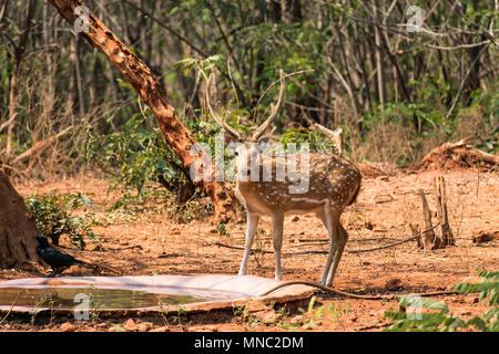 Un sambar deer in piedi vicino alla vasca di acqua allo zoo in giornata soleggiata. Foto Stock