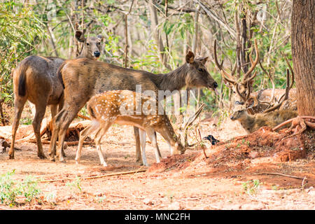 Un gruppo di sambar deer in piedi sotto un albero e guardando verso il visitatore. Foto Stock