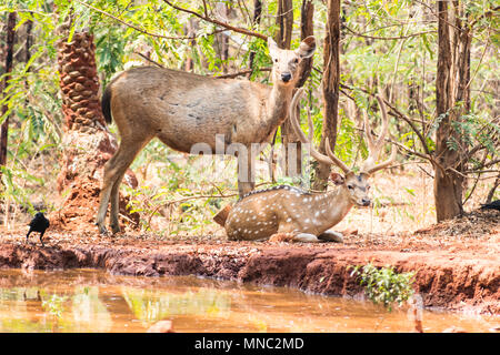 Un paio di cervi sambar allo zoo in appoggio sotto albero vicino a un piccolo serbatoio di acqua. Foto Stock