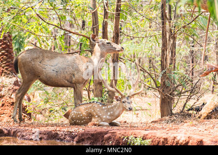 Un paio di cervi sambar allo zoo in appoggio sotto albero vicino a un piccolo serbatoio di acqua. Foto Stock