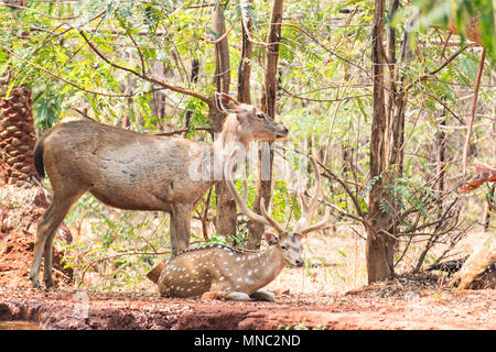 Un paio di cervi sambar allo zoo in appoggio sotto albero vicino a un piccolo serbatoio di acqua. Foto Stock