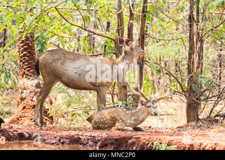 Un paio di cervi sambar allo zoo in appoggio sotto albero vicino a un piccolo serbatoio di acqua. Foto Stock