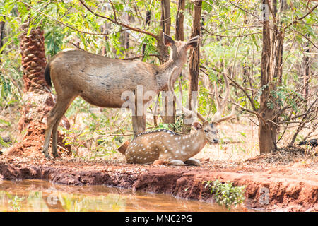 Un paio di cervi sambar allo zoo in appoggio sotto albero vicino a un piccolo serbatoio di acqua. Foto Stock