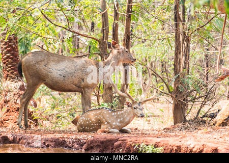 Un paio di cervi sambar allo zoo in appoggio sotto albero vicino a un piccolo serbatoio di acqua. Foto Stock