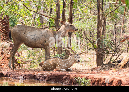 Un paio di cervi sambar allo zoo in appoggio sotto albero vicino a un piccolo serbatoio di acqua. Foto Stock