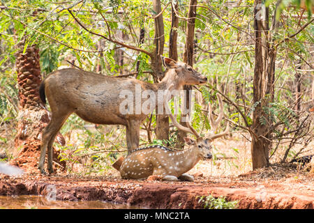 Un paio di cervi sambar allo zoo in appoggio sotto albero vicino a un piccolo serbatoio di acqua. Foto Stock