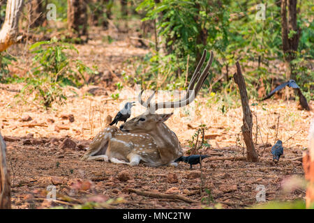 Un cervo sambar riposo sotto un albero ombra e un sacco di crow sta giocando al di sopra del corpo sambar Foto Stock