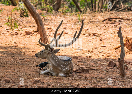 Un cervo sambar riposo sotto un albero ombra & un corvo è giocando su sopra il corpo sambar Foto Stock