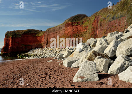 Rock corazza proteggendo la base di pietra arenaria rossa scogliere a Hollicombe beach. Foto Stock