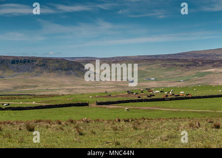 North Pennines paesaggio, Cronkley cicatrice, Widdybank cadde e pascolo, Teesdale, Regno Unito dalla lana Box Hill nel sole primaverile Foto Stock