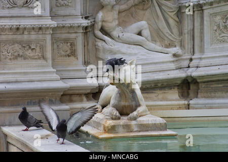 Piccioni nella fontana a Siena Italia scorazzare sulla cima di statue di un lupo e persino di bere da esso la bocca Foto Stock