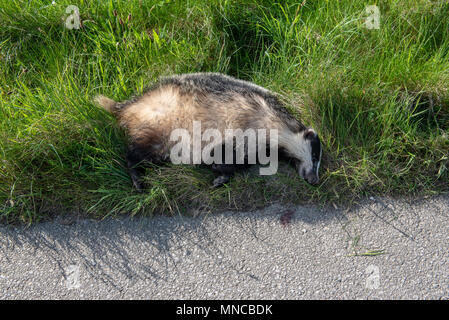 Badger ucciso in auto sulla strada. Animali selvatici uccisi da auto sulla strada Foto Stock