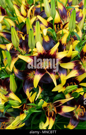 Il Lilium "Cuor di Leone". Lily "Cuor di Leone". Giglio asiatico "Cuor di Leone' Fiore Foto Stock