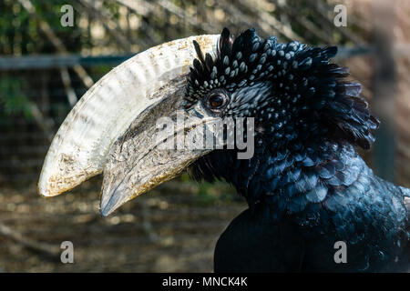 Argentea-cheeked hornbill allo zoo a tempo di giorno. Foto Stock