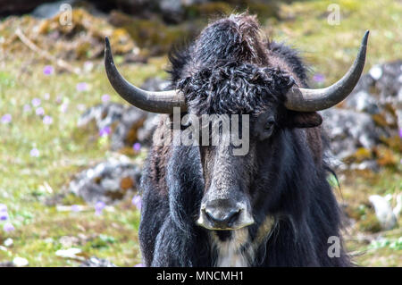 Wild yak a Yumthang Valley, a nord il Sikkim, dell'Himalaya orientale, India Foto Stock