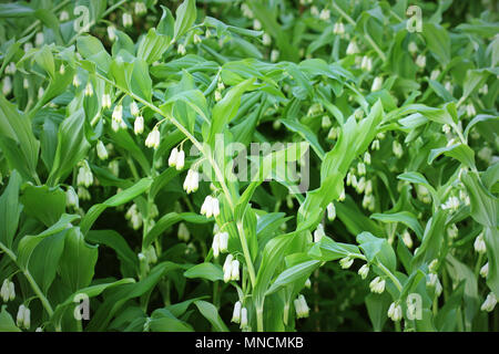 Fiori bianchi di Salomone s guarnizione pianta del genere Polygonatum Foto Stock