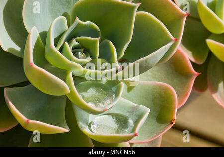 Un succulento di crescita della pianta in un vaso su un tavolo esterno in primavera in Inghilterra, Regno Unito Foto Stock