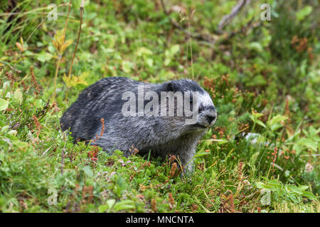 Annoso marmotta (Marmota caligata) in erba, Jasper National Park, Alberta, Canada Foto Stock