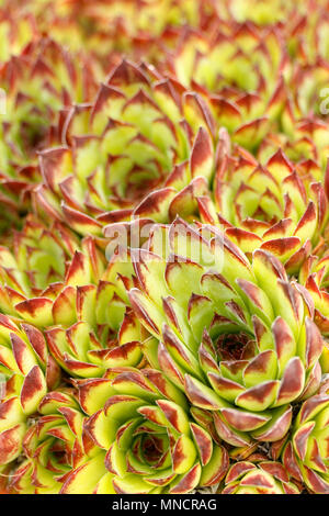 Semprevivo. Sempervivum copernicia. Foto Stock