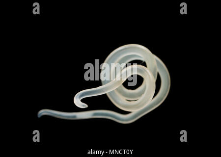 Un nematode parassita o nematode, che è stata rimossa dalla superficie di un pollack il fegato. Inghilterra, Regno Unito Foto Stock