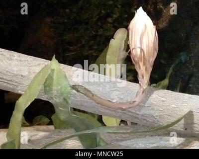 Fiori brahma kamal immagine fiore fiori esotici fiori rari Foto Stock