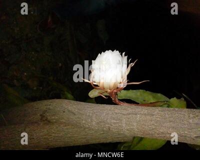 Fiori brahma kamal immagine fiore fiori esotici fiori rari Foto Stock