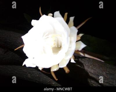 Fiori brahma kamal immagine fiore fiori esotici fiori rari Foto Stock