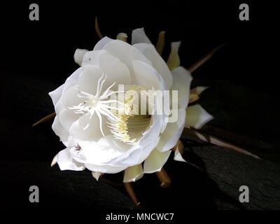 Fiori brahma kamal immagine fiore fiori esotici fiori rari Foto Stock