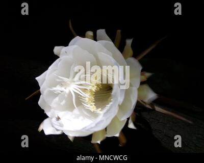 Fiori brahma kamal immagine fiore fiori esotici fiori rari Foto Stock