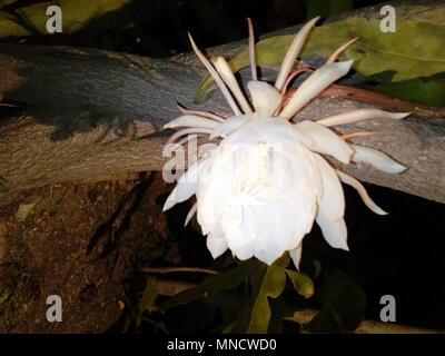 Fiori brahma kamal immagine fiore fiori esotici fiori rari Foto Stock