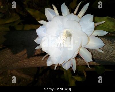 Fiori brahma kamal immagine fiore fiori esotici fiori rari Foto Stock