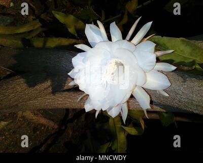 Fiori brahma kamal immagine fiore fiori esotici fiori rari Foto Stock