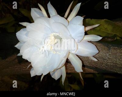 Fiori brahma kamal immagine fiore fiori esotici fiori rari Foto Stock