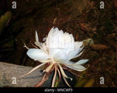 Fiori brahma kamal immagine fiore fiori esotici fiori rari Foto Stock