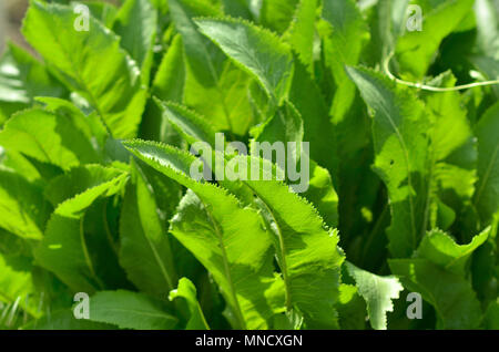 Foglie verdi di tessitura macro sfondo, lotti di grandi foglie Foto Stock
