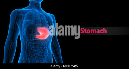 Apparato Digestivo umano Anatomia dello stomaco Foto Stock