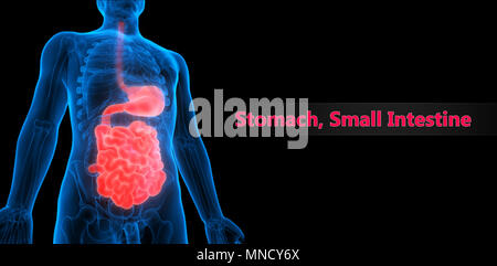 Apparato Digestivo umano con lo stomaco intestino tenue anatomia Foto Stock