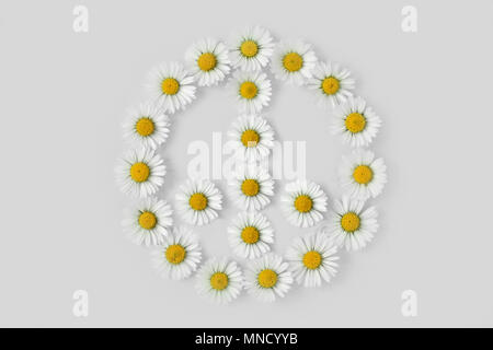 Simbolo di Pace fatta di margherite fiore su sfondo bianco Foto Stock