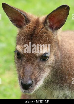 Close-up verticale di rosso-un wallaby dal collo (Bennett's wallaby) Foto Stock