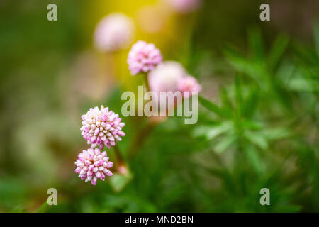 Knotweed rosa (Persicaria capitata). Florianopolis, Santa Catarina, Brasile. Foto Stock