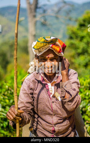 Una raccoglitrice di tè, Hill Country, Sri Lanka Foto Stock