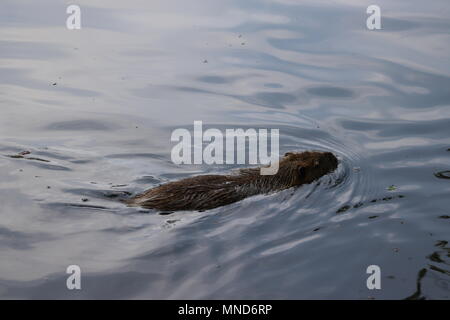 Ritratto di un grande coypu, noto anche come la nutria, nuoto in acque poco profonde Foto Stock