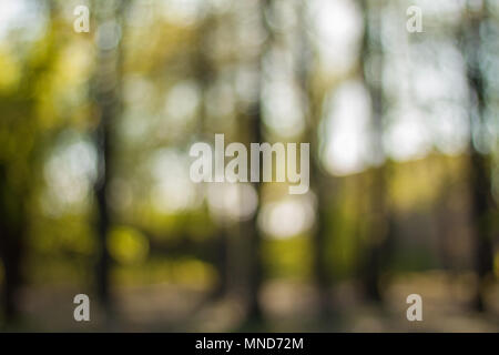 Foresta Misteriosa in contre-jour. Sfocata Natura carta da parati. Foresta sfondo bokeh di fondo. Foto Stock