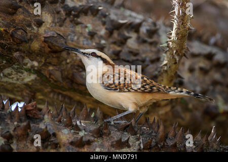 Rufous-naped Wren - Campylorhynchus rufinucha, bella colorati uccelli di palissonatura dal Nuovo Mondo, Costa Rica. Foto Stock