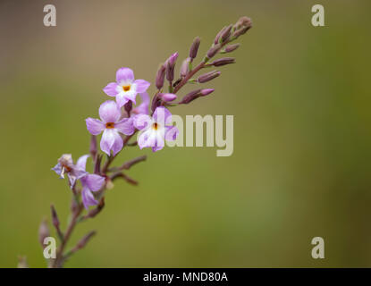 La flora di Gran Canaria - Campylanthus salsoloides, localmente noto come mare rosmarino, endemica delle isole Foto Stock