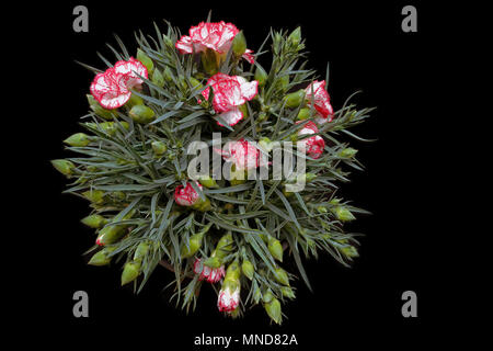 Red Dianthus caryophyllus bouquet in sfondo nero Foto Stock