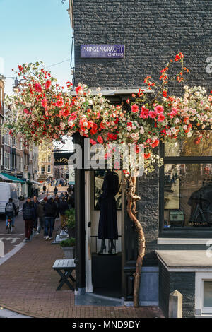 AMSTERDAM, Paesi Bassi - 13 novembre 2017: Rose Tree Blossom In autunno nei pressi di Amsterdam Fashion Shop Foto Stock